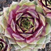 Sempervivum Kiara