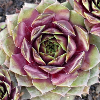 Sempervivum Sorte Kiara